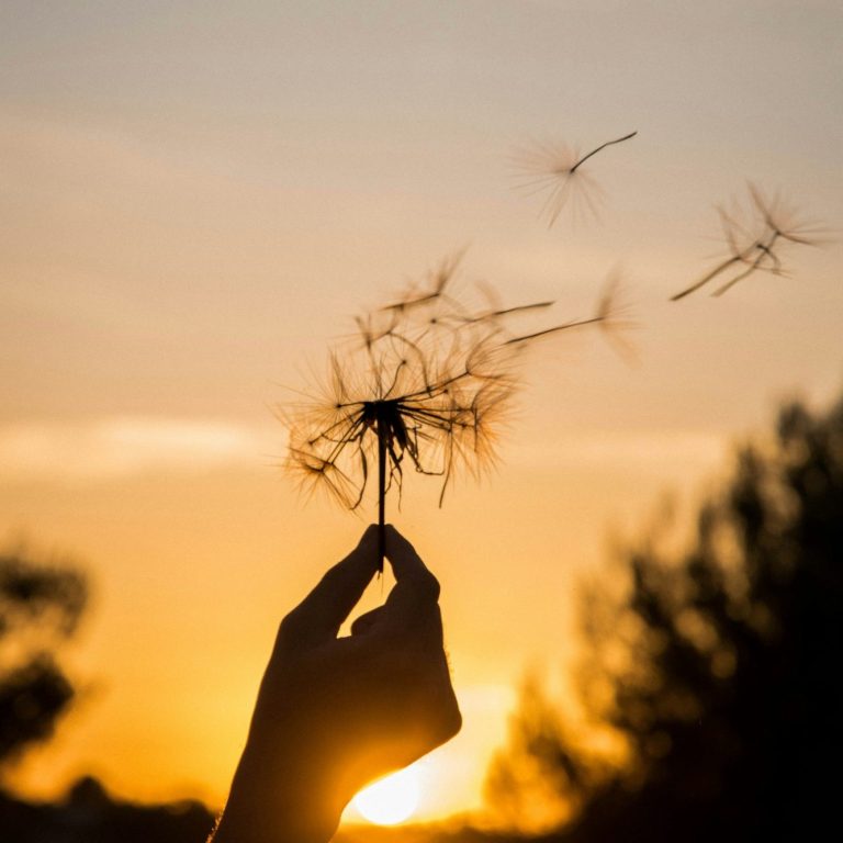Pusteblume
